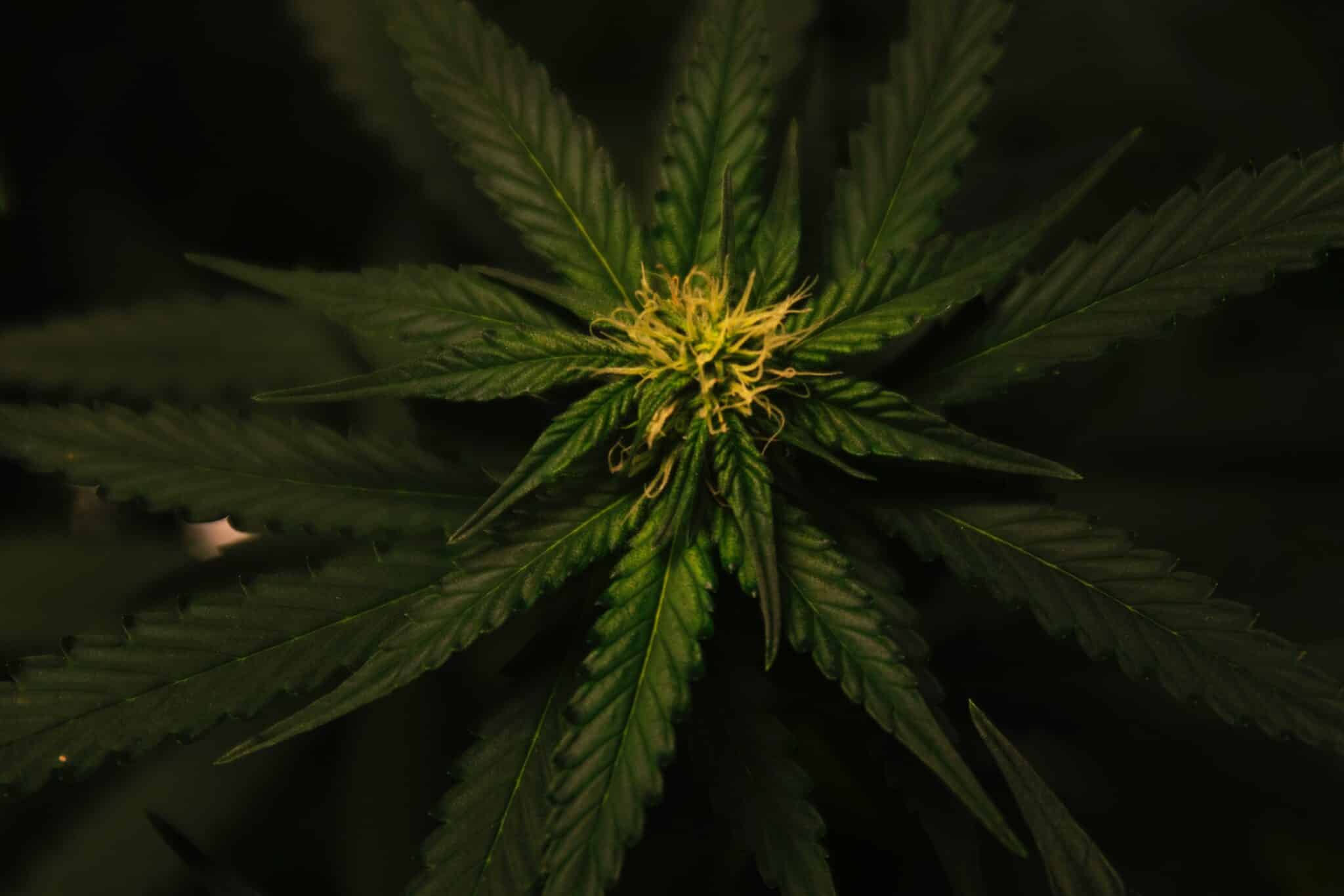 CBD Öl Kaufen Düsseldorf – Beste Qualität für Ihr Wohlbefinden