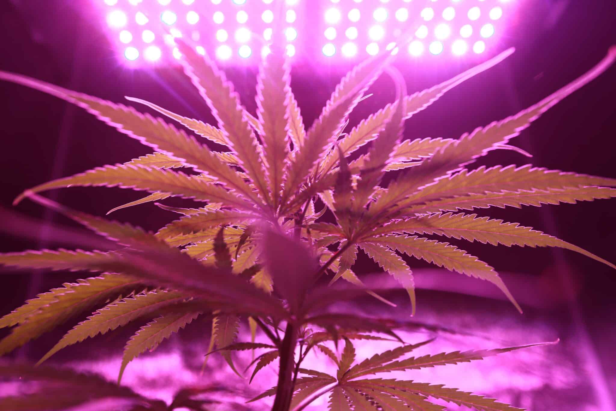 Kundenbewertungen von CBD Blüten