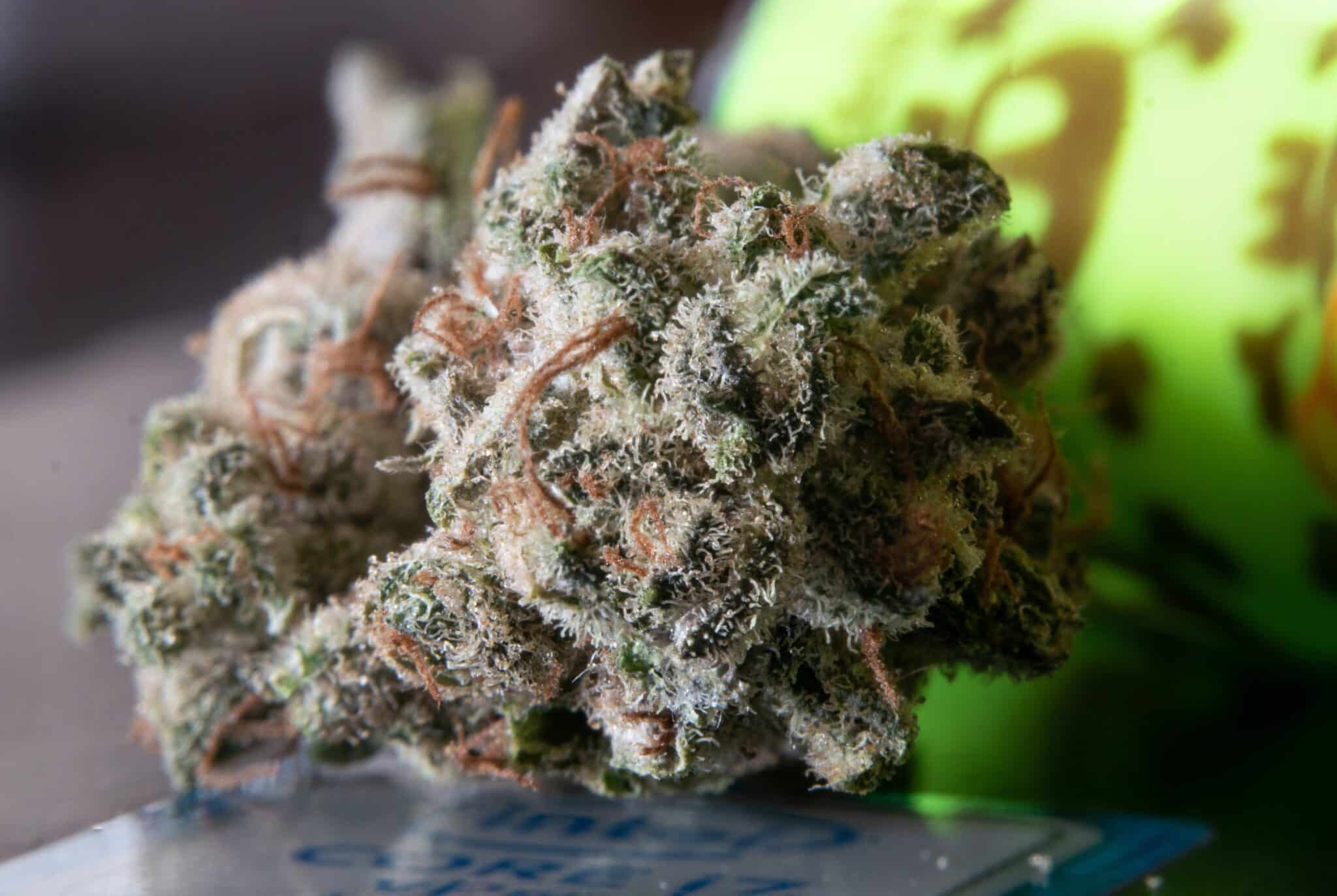 Unterschied zwischen CBG und CBD Blüten: Was Sie wissen müssen