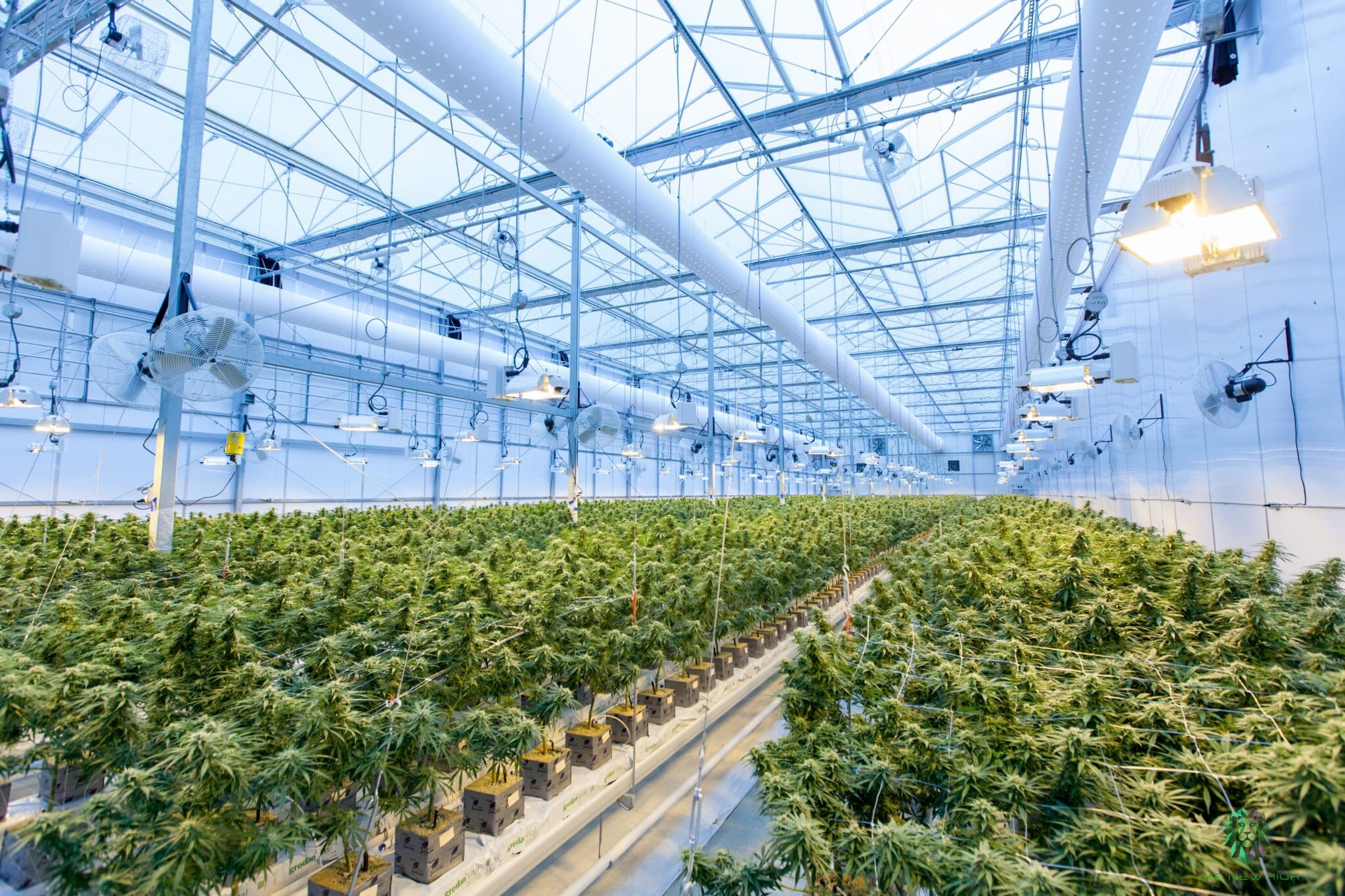 Erfahrungen mit CBG Blüten: Wirkung, Anwendung und Tipps