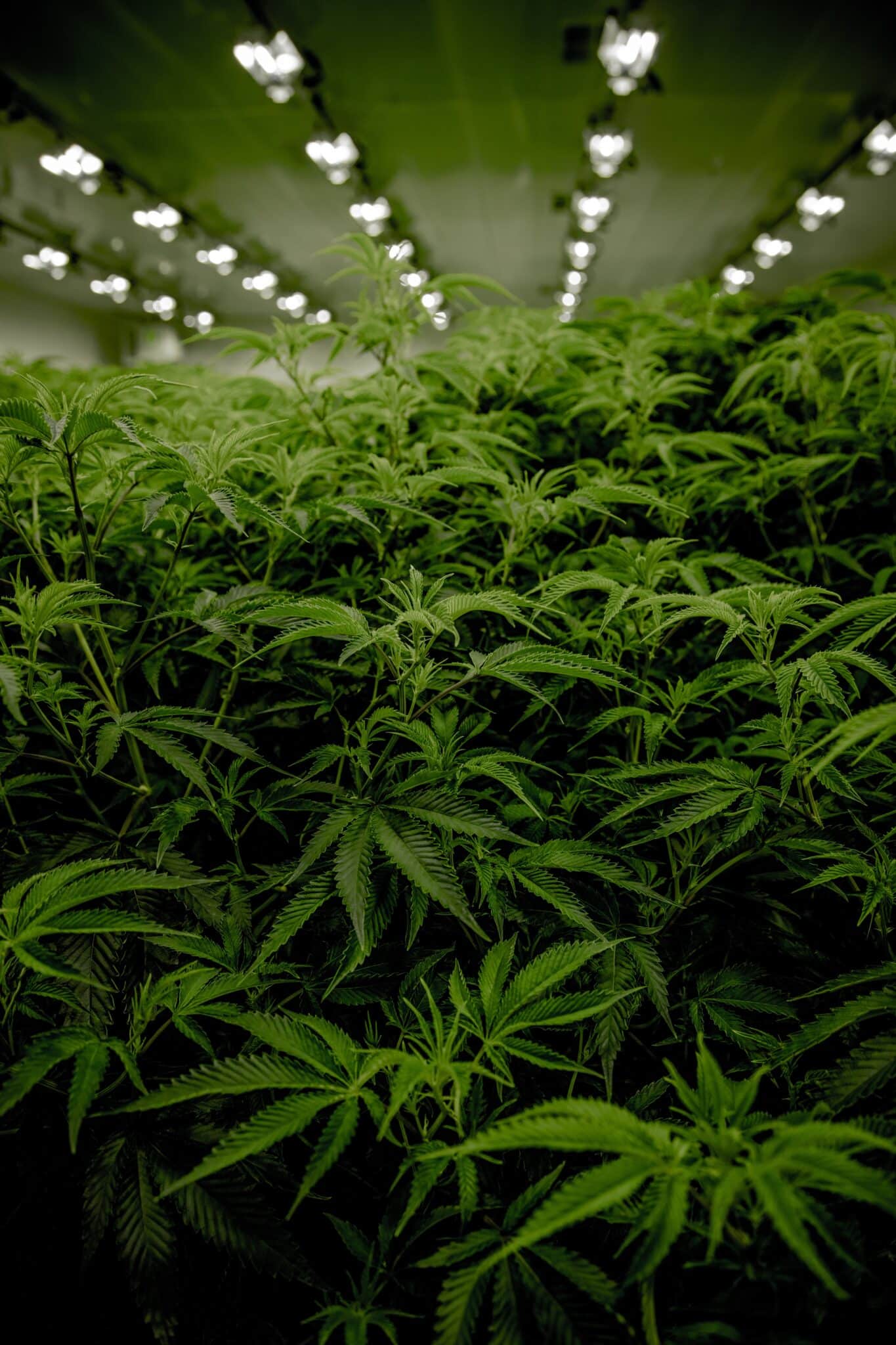 CBG Blüten Anwendungsgebiete: Entdecken Sie die Vorteile.