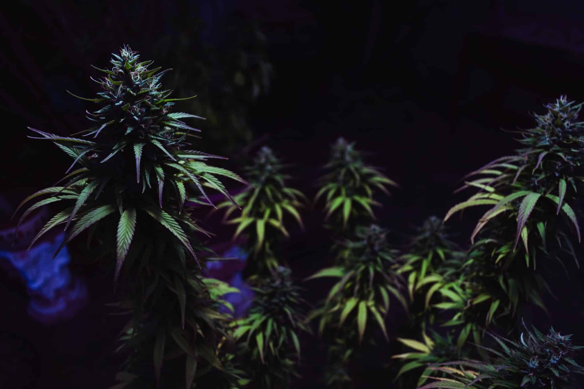 Wichtige Dinge, die Sie vor dem Kauf von CBD Blüten beachten sollten