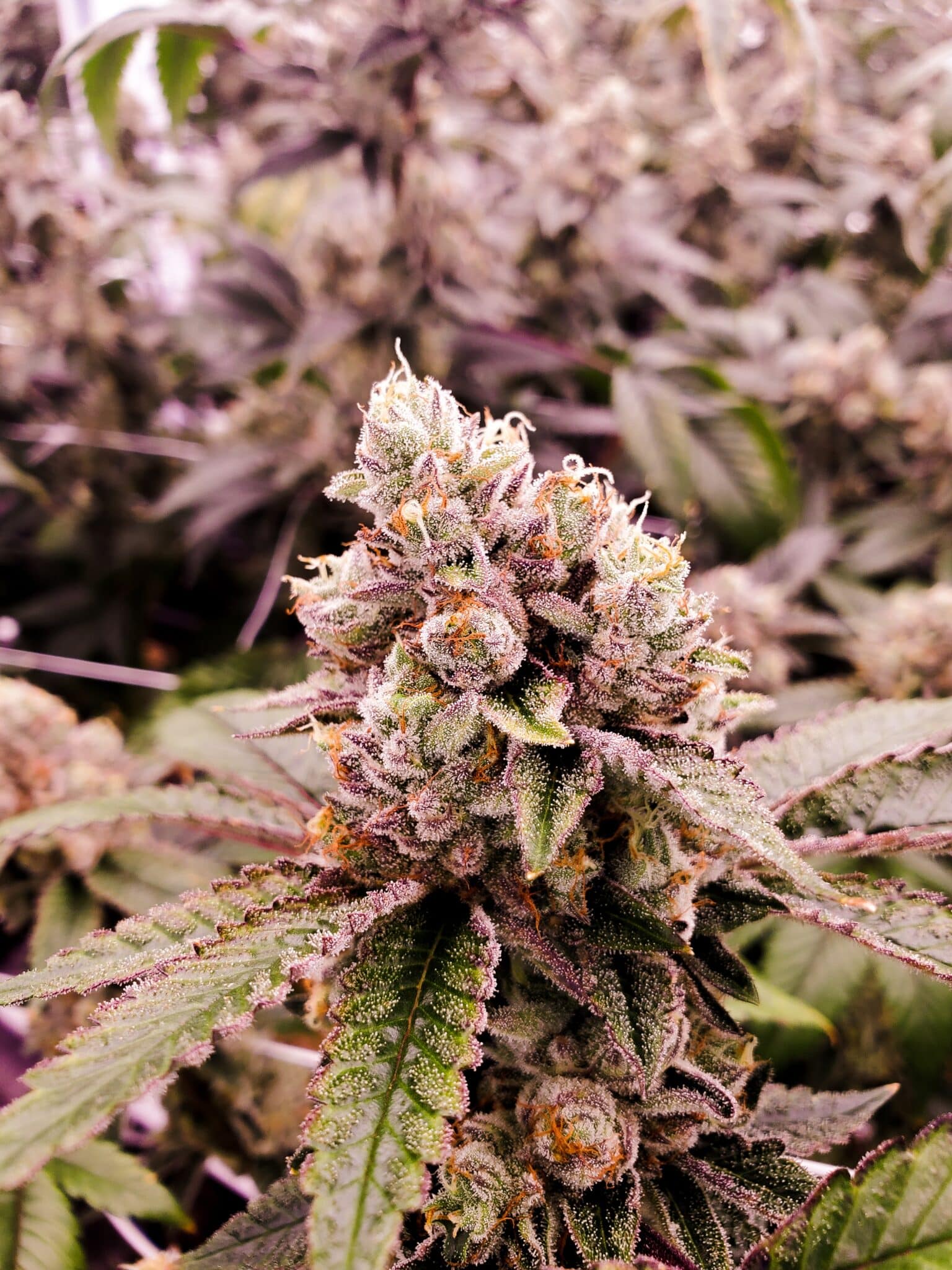CBD Blüten Kaufen Stuttgart: Top-Qualität & Auswahl jetzt entdecken