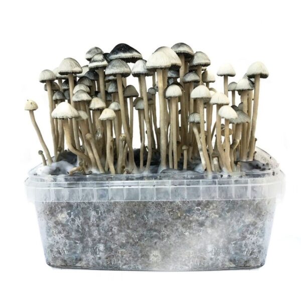 Mushroom Grow Kit - Mexicana